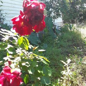 Meet your Posher, Leslie